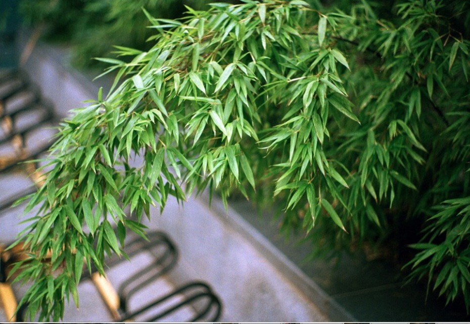 空余半城待人归