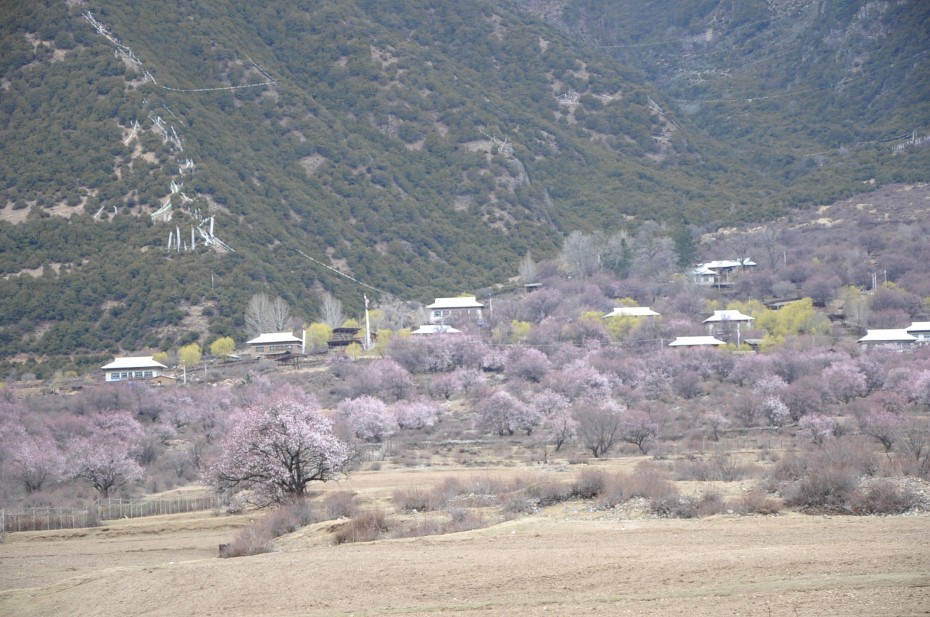 西藏 桃花