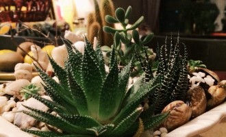 不会煮饭的奶爸不是好园丁
