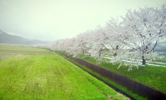 漫漫樱花祭