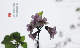 桐花春雨