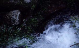 竹林茶会