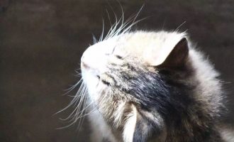 小眼睛流浪猫阿美的故事