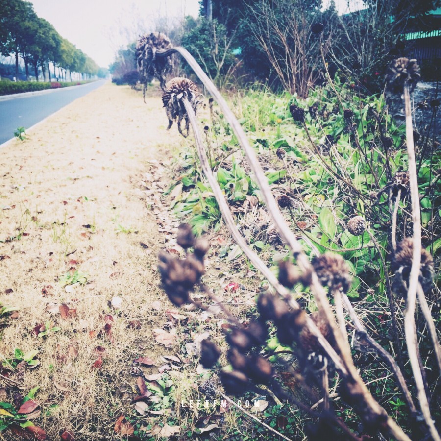 就这样把岁月拖成了结