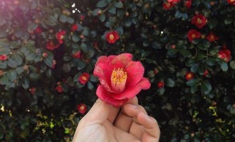 去年你看过的花，今年又开给我看了
