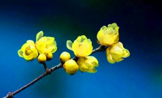 心若向阳，花便绽放