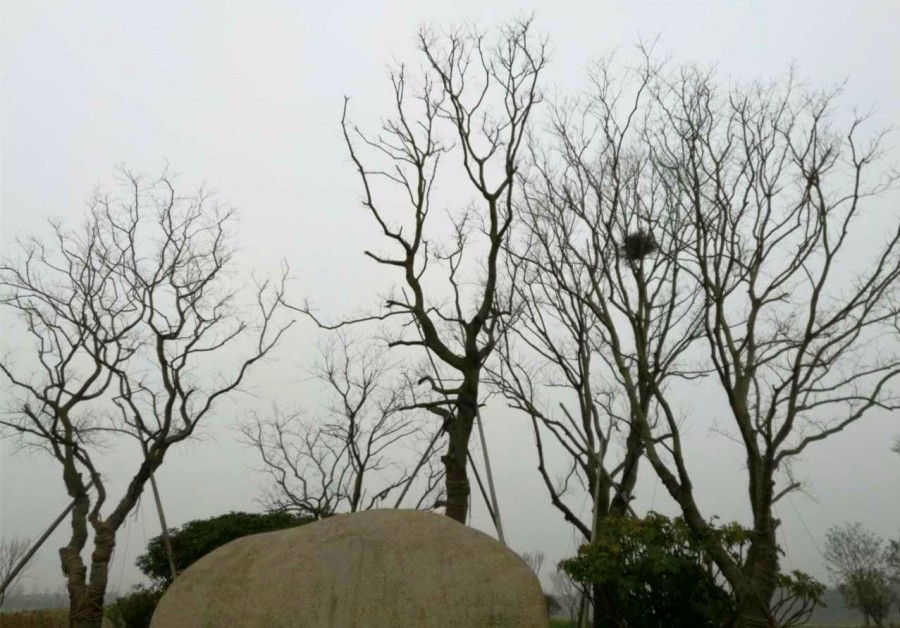 心若向阳，花便绽放