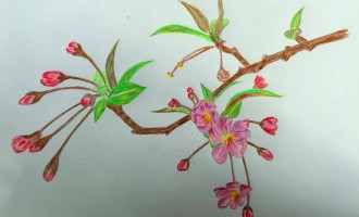 画画：铅彩垂丝海棠彩