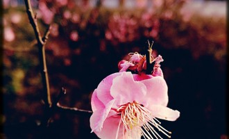 三月桃花开