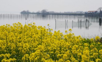 阳澄湖已是春光一片，你还宅家苟且吗？