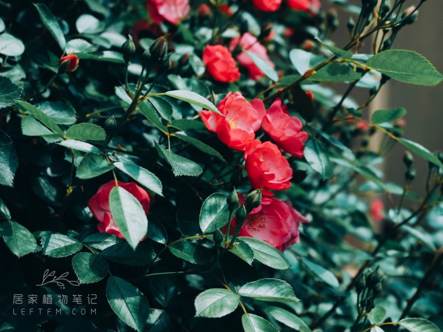居家植物笔记
