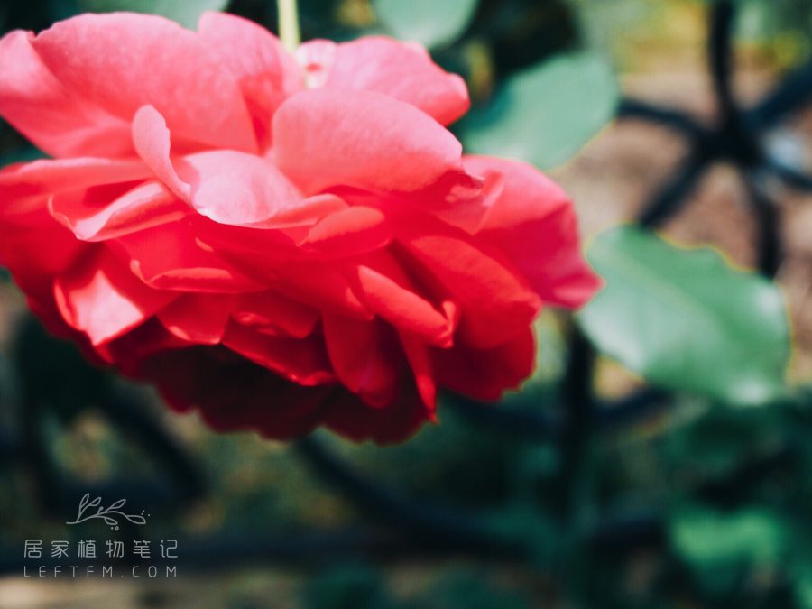 居家植物笔记