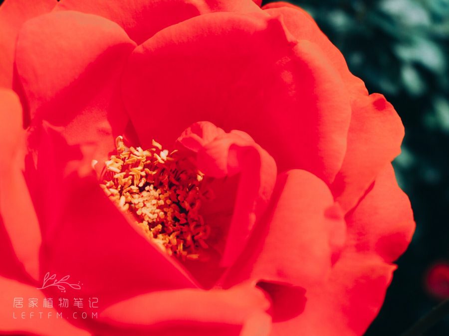 居家植物笔记