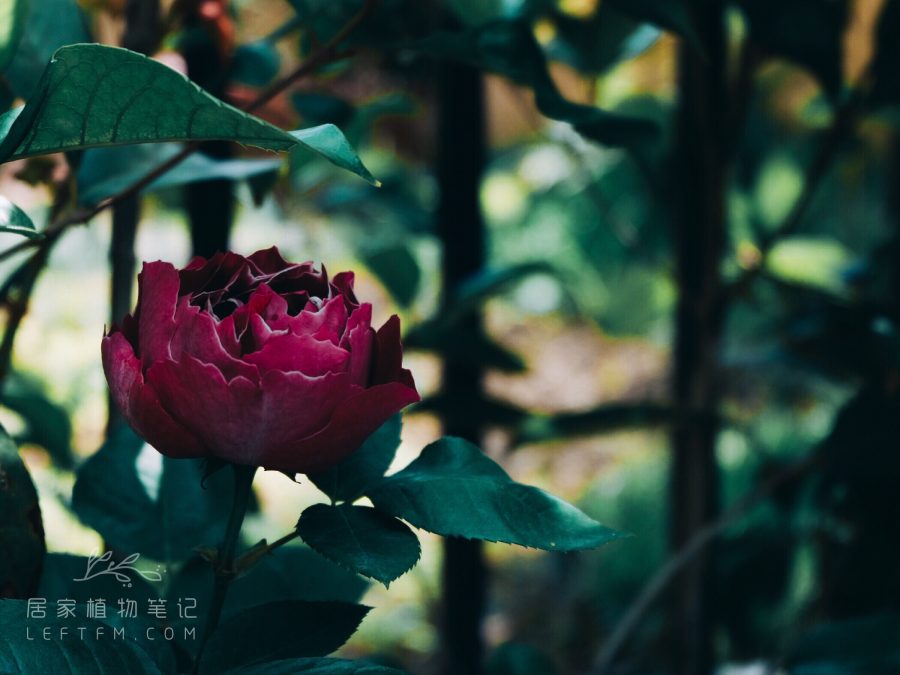 居家植物笔记
