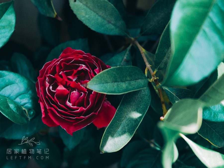 居家植物笔记