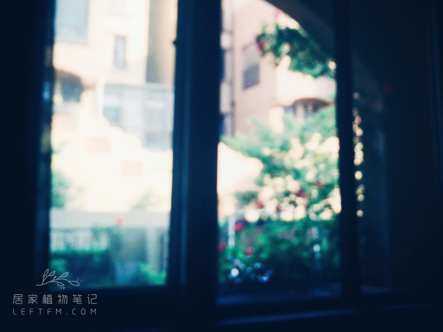 居家植物笔记