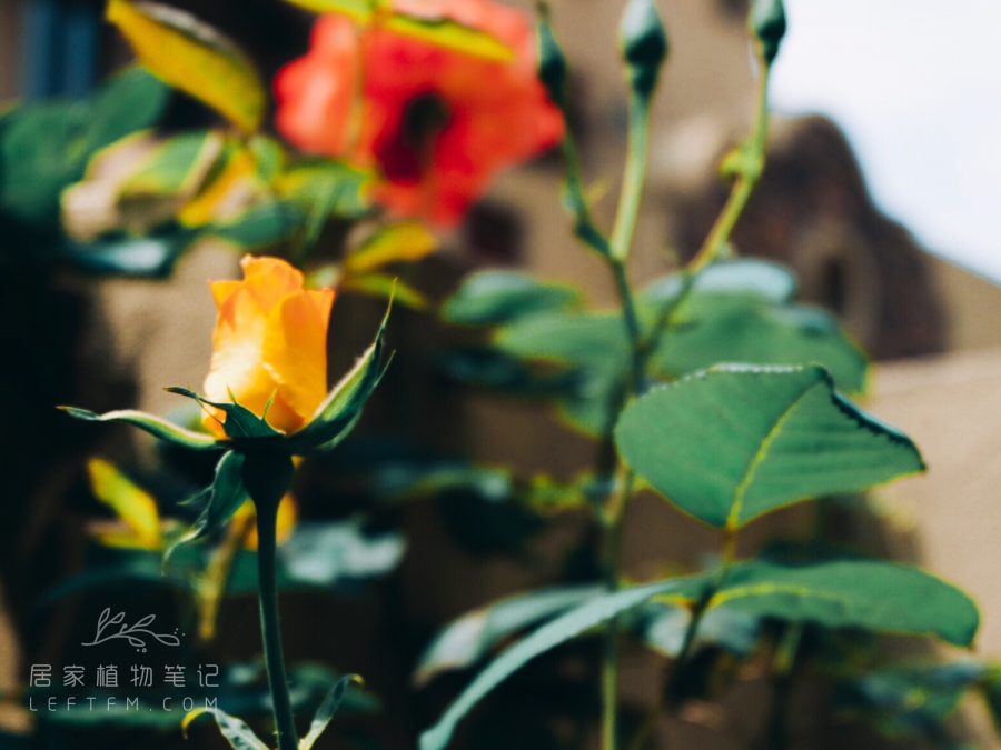 居家植物笔记