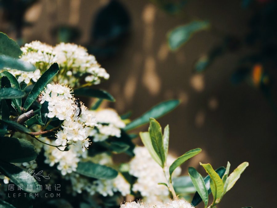 居家植物笔记