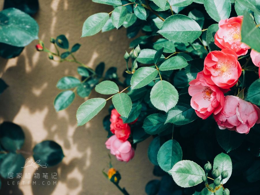 居家植物笔记