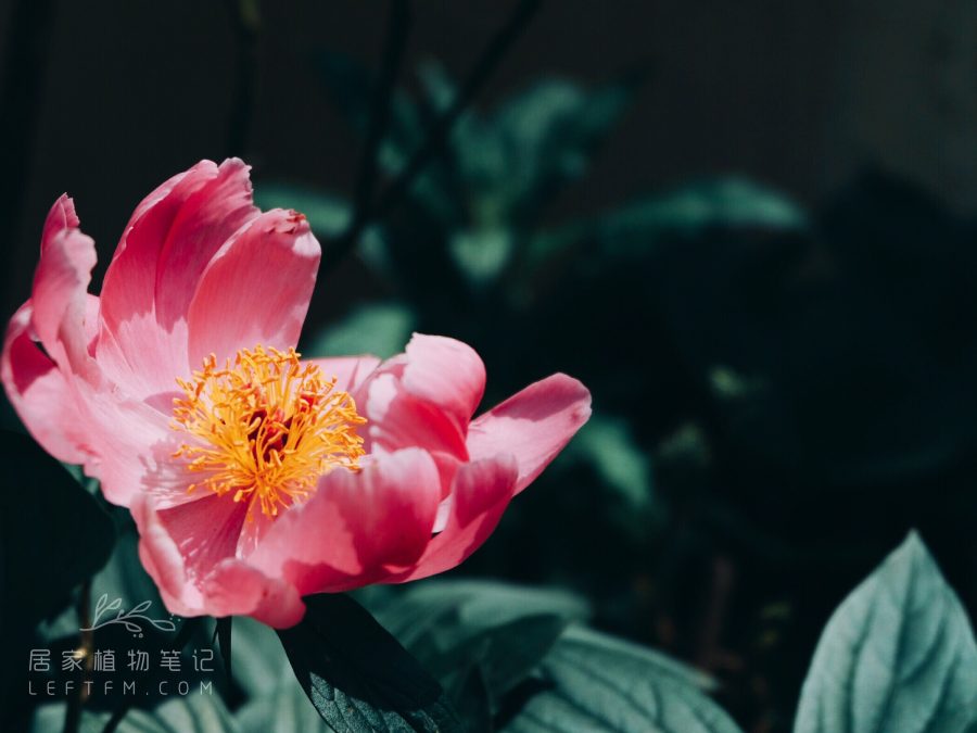 居家植物笔记