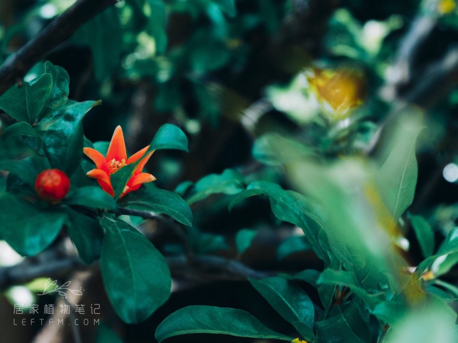 居家植物笔记