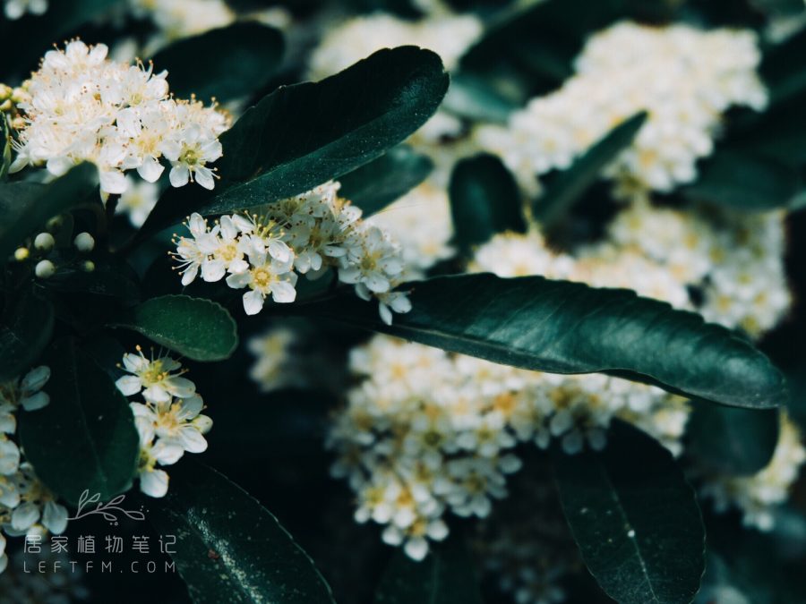 居家植物笔记