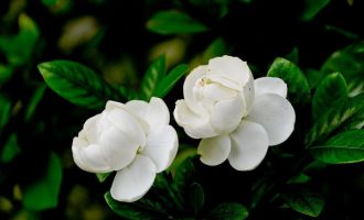 栀子花开了
