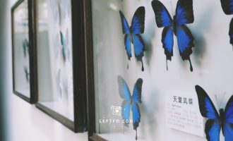 牵手去看：大自然昆虫博物馆&公主学院