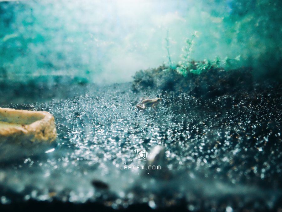 大自然昆虫博物馆