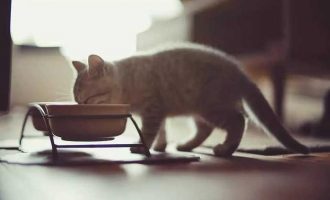 奶猫土豆