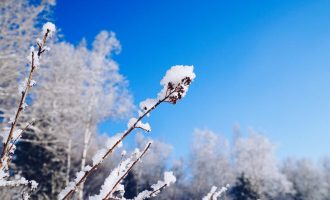 想念东北的雪