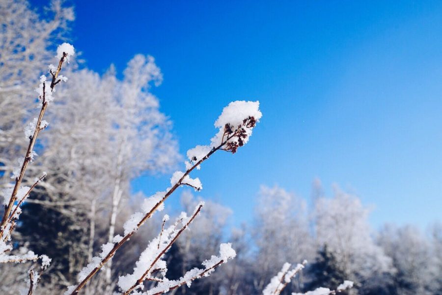 想念东北的雪