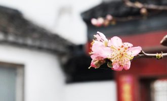 朗诵：我的南方和北方