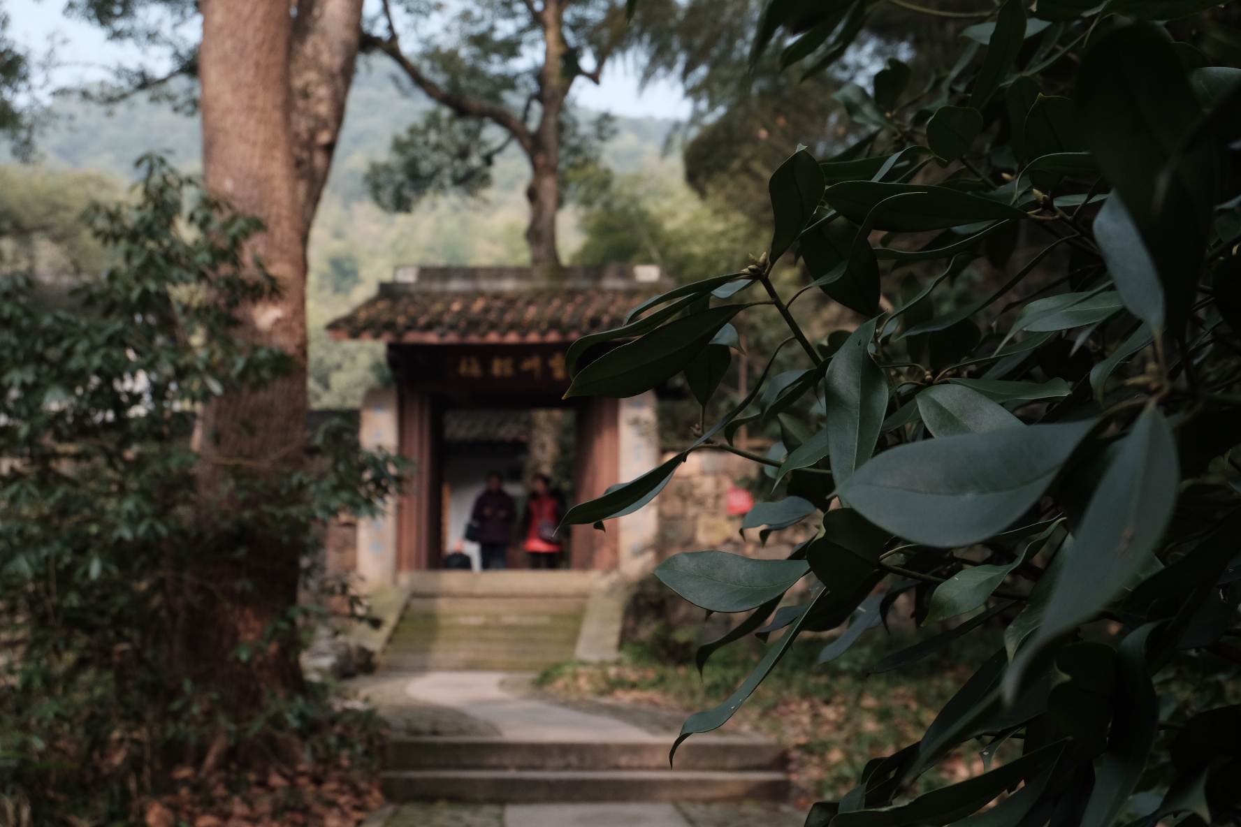 杭州植物园灵峰探梅