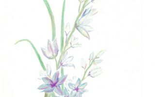 过年新鲜事：小弟来我家过年