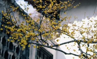 人间苦旅不知序，惊觉春到小梅枝
