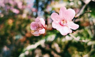 密码保护：猫吃草的秘密