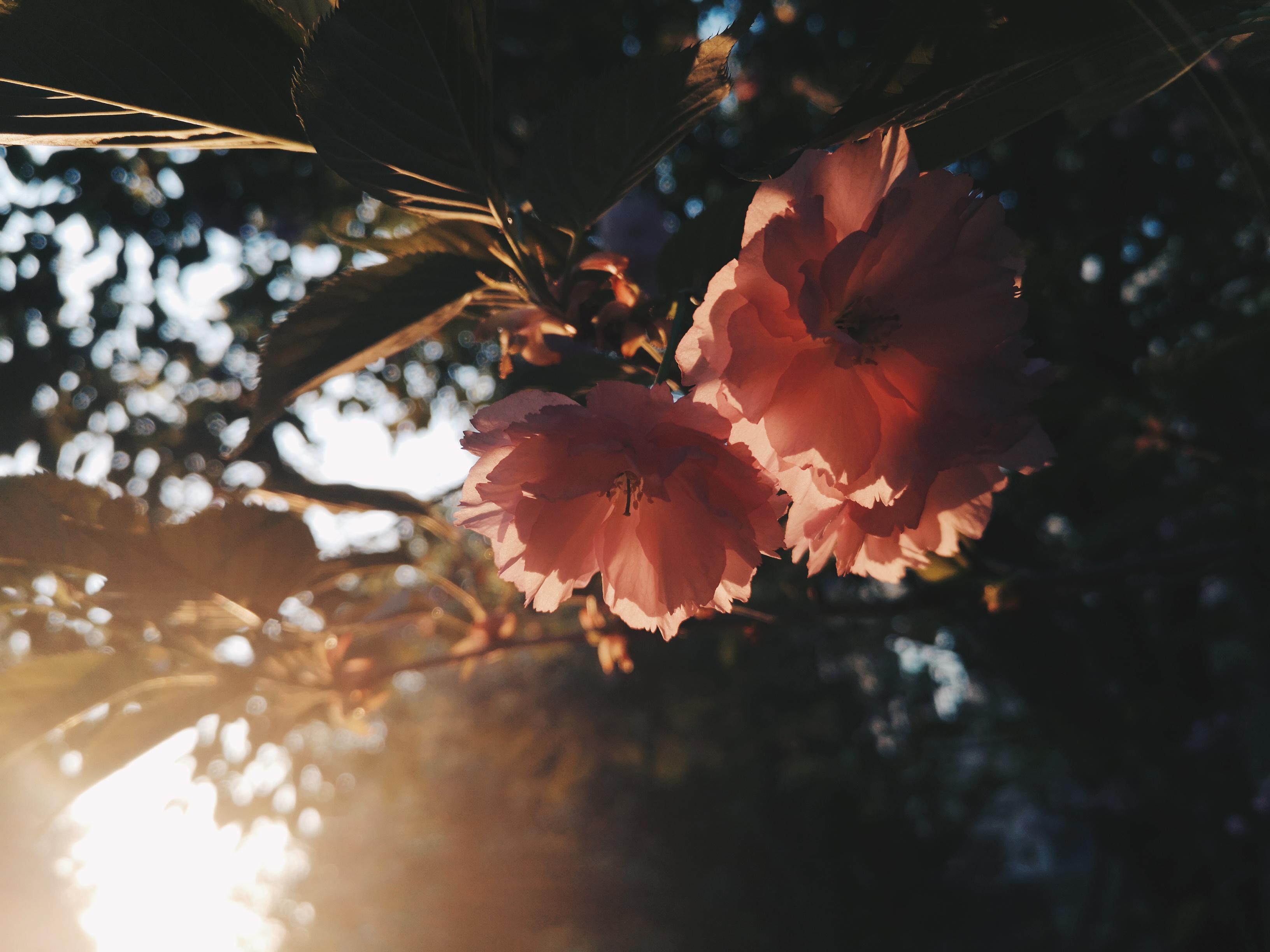 对逆光有迷思的你