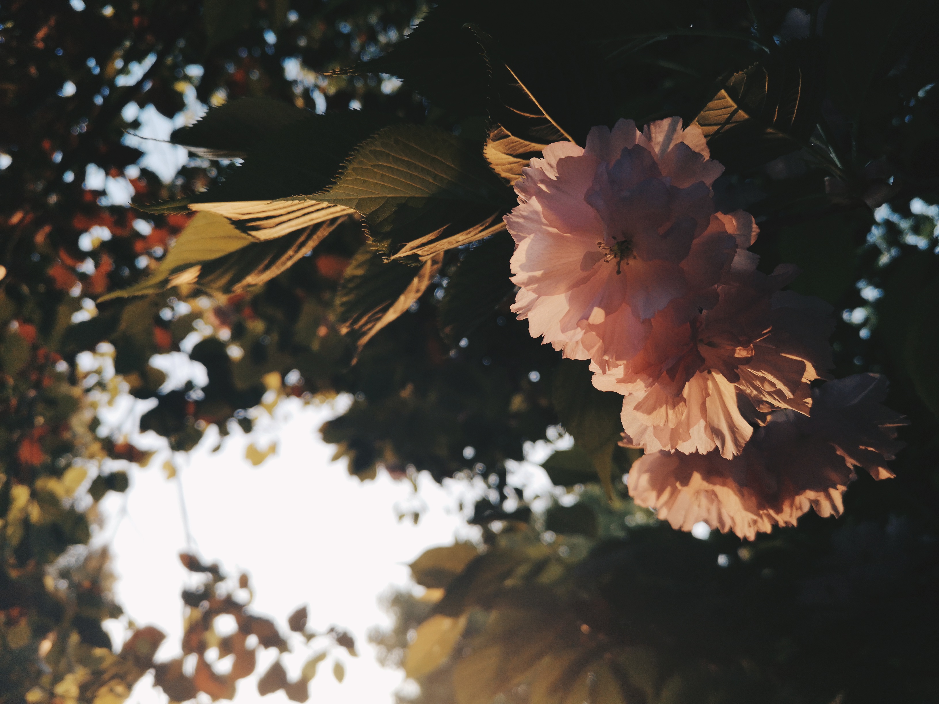 对逆光有迷思的你