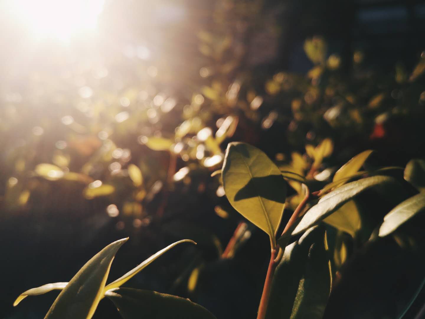 对逆光有迷思的你