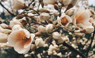 密码保护：朗读文稿：不知有花
