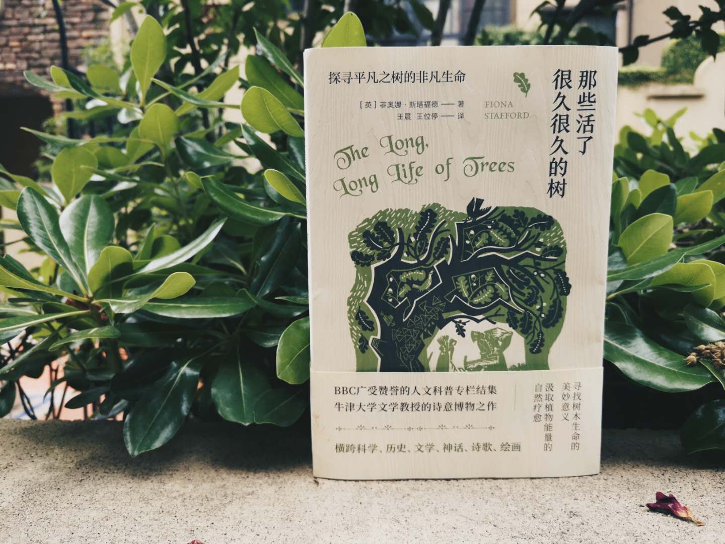 那些活了很久的树