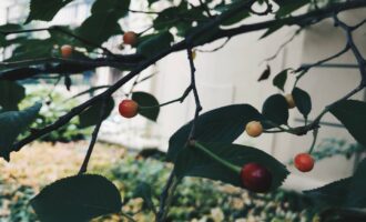 漂泊无定
