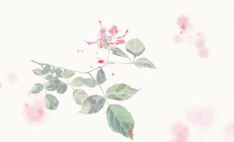 朗诵文稿：那株月季