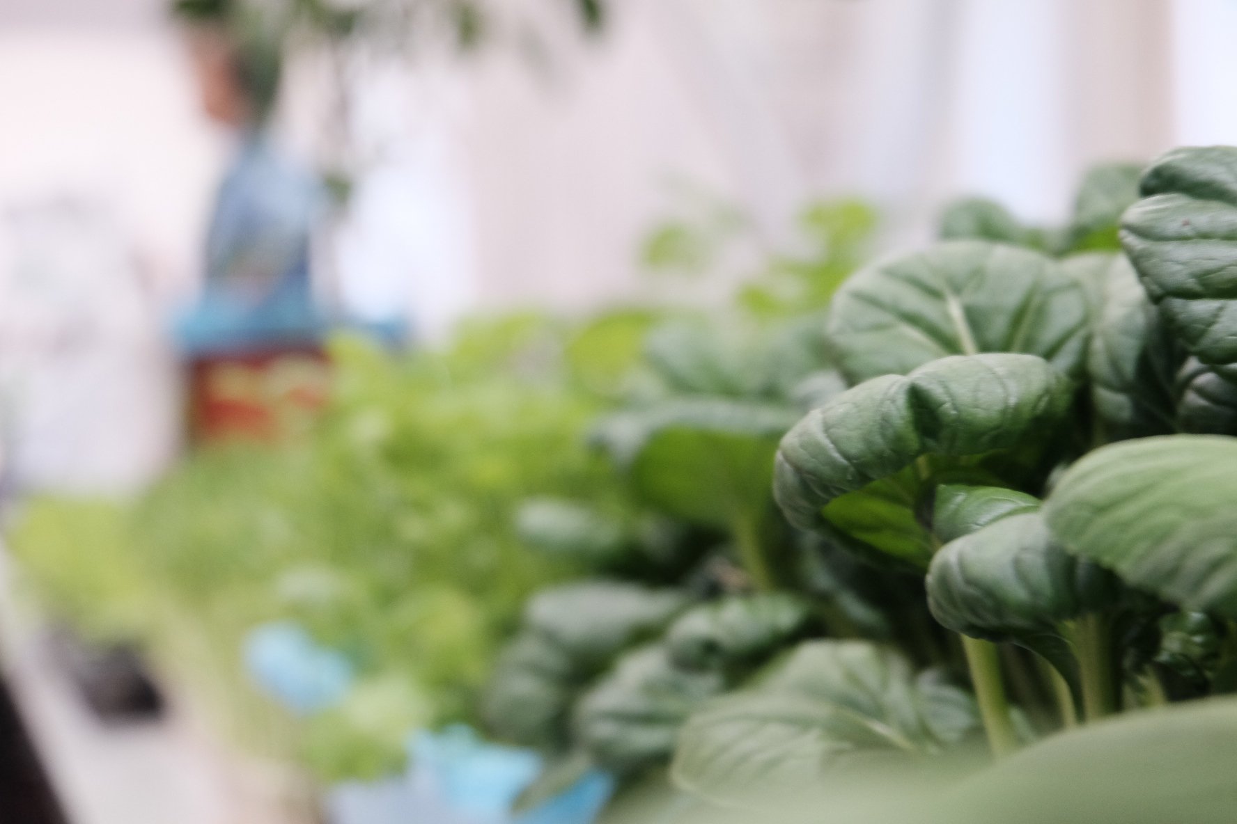 乐活+乡趣+市集