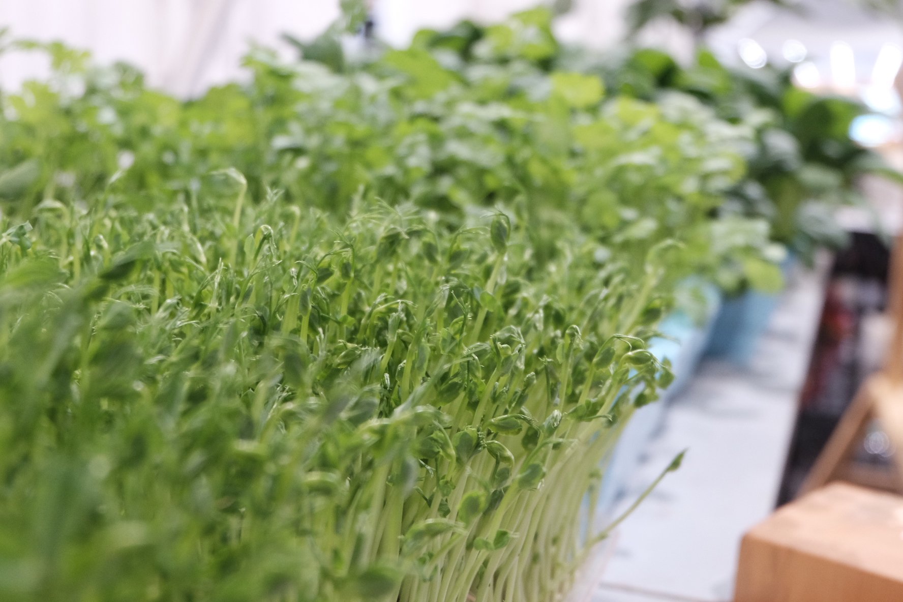 乐活+乡趣+市集