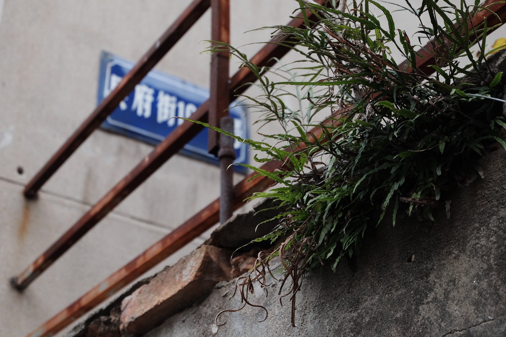人间草木