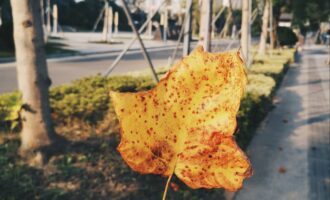 鹅掌楸就是这样的树