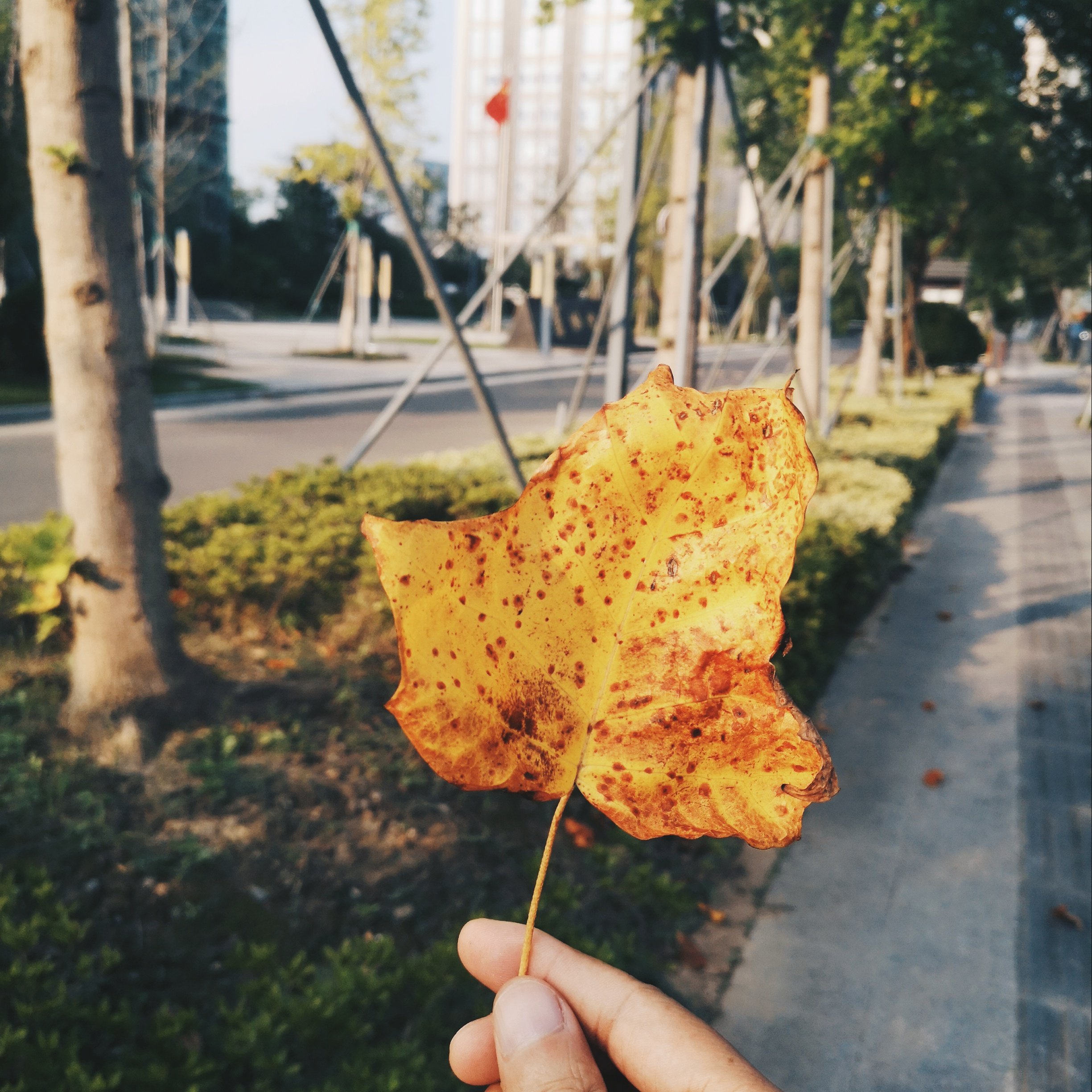 鹅掌楸就是这样的树