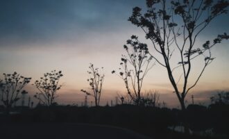 文艺夜读：一片槐树叶